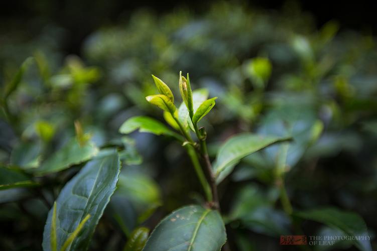 中国最值钱的四棵茶树投保一亿人民币24小时专人看管