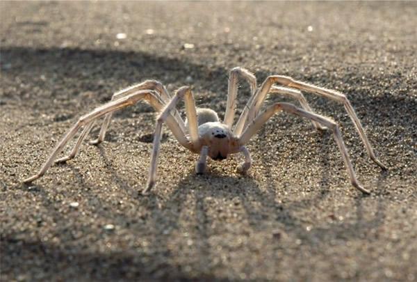 摩洛哥沙漠发现一种会以翻筋斗提高速度的蜘蛛