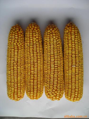 产量高,大棒型玉米新品种——2118,大棒玉米,2118玉米,玉米种