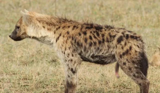雌性斑鬣狗真的是不男不女吗它为何如此的爷们