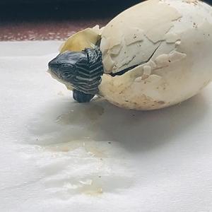 乌龟孵化蛋受精卵-淘宝拼多多热销乌龟孵化蛋受精卵货源拿货 - 阿里巴