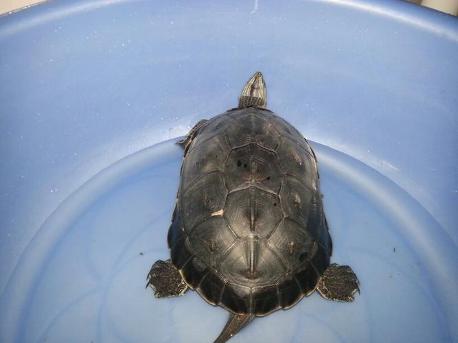 新手养龟,黑色的乌龟,老板说是水库里抓的,会是什么品种呢?