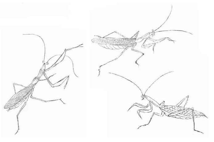图文教程工笔草虫螳螂的画法示范
