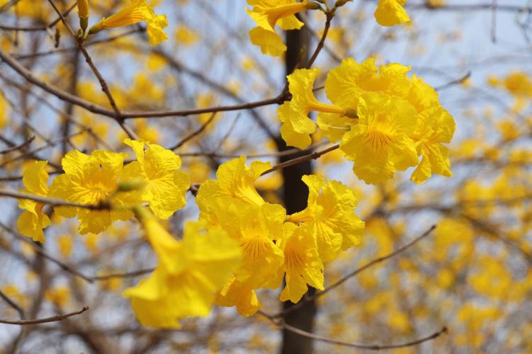 春天的温柔是属于黄花风铃木