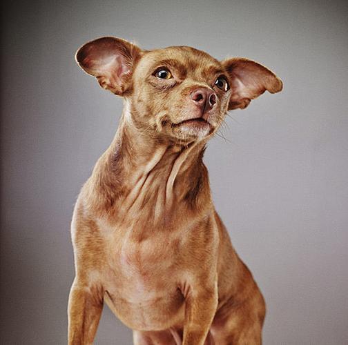 60张超可爱的狗狗摄影作品