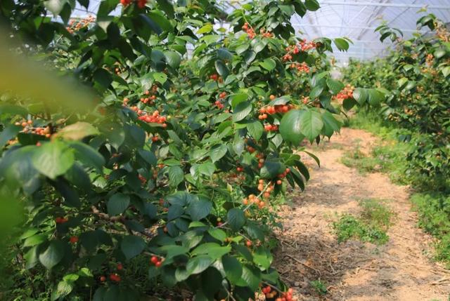 五莲县拥有着众多樱桃采摘园,你都知道哪些?