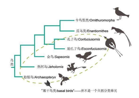 挑战同步演化假说13亿年前化石揭示鸟类尾骨与扇状尾羽独立演化