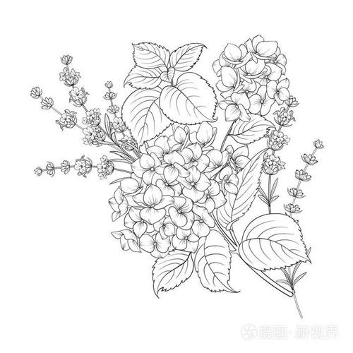 在白色背景上隔绝的薰衣草和绣球花的花卉设计