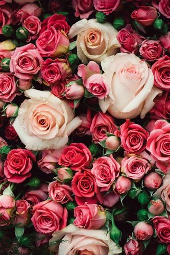 壁纸 许多粉红色的玫瑰,鲜花背景 3840x2160 uhd 4k 高清壁纸, 图片