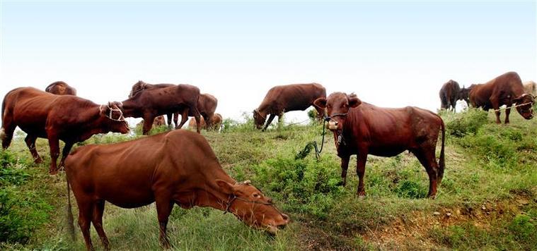 现存栏红牛6万余头,养牛专业村150个,养牛专业户268户,规模牛场89个