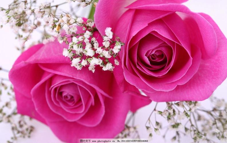 最美粉玫瑰花高清图片