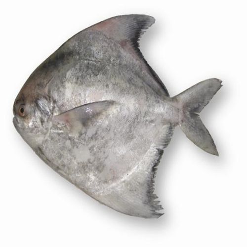 斗鲳鱼 冻斗鲳 深海捕捞 肉质细腻鲜嫩-阿里巴巴