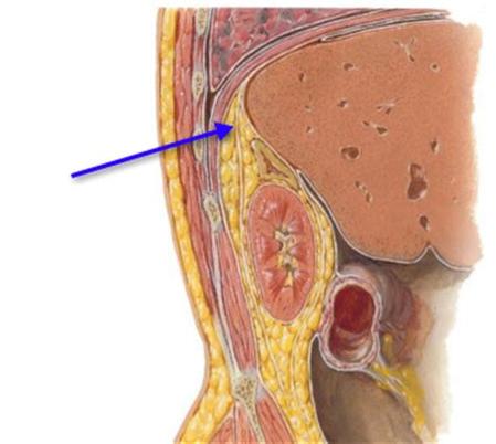  p>位于肾脂肪囊外面,是包被肾上腺和肾外围的结缔组织膜.