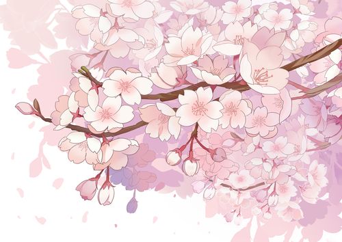 樱花插画花朵插画手绘