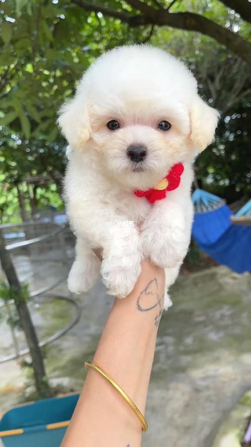 白色泰迪贵宾犬疫苗做好广州宠物狗