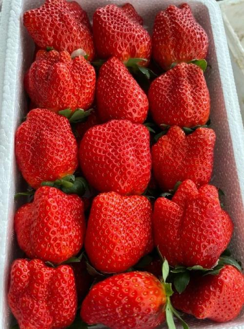 哪家有这种多倍体草莓呀