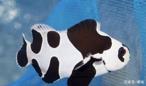 鱼是一种表面黑白相间的小丑鱼,就像我们的国宝大熊猫.