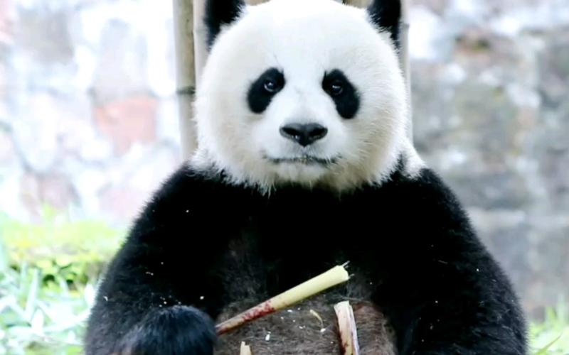 【大熊猫水秀】去年夏天在都江堰的水秀麻麻