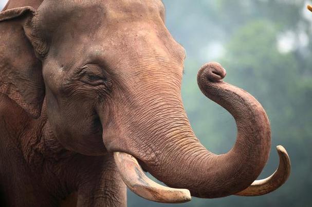 在傣族人民的心目中,大象是更吉祥与力量的象征.