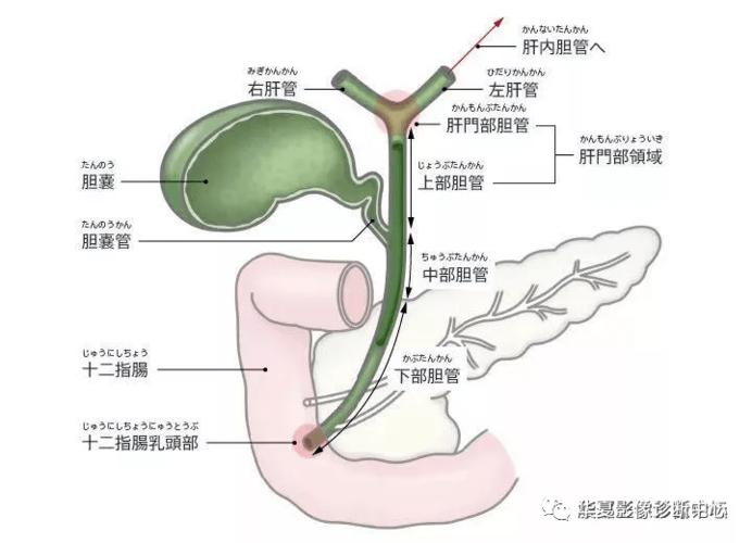 【观图学识】胆道与胆囊;颈动脉穿刺血管造影;介入手术基本开台