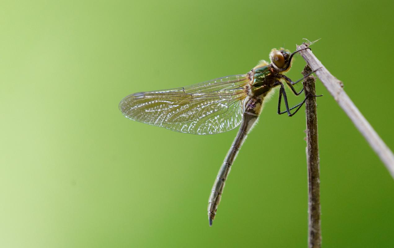 蜻蜓是一种具有美丽外貌和独特飞行能力的昆虫,但并不适合作为宠物
