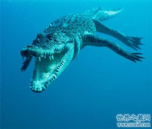 世界上最大的鳄鱼,体长竟然可以达到5米!