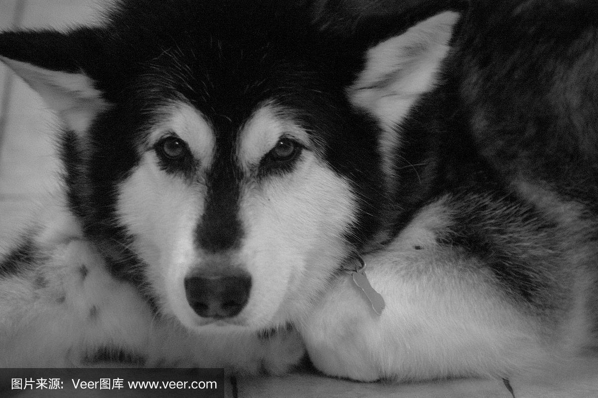 可爱的西伯利亚哈士奇黑白照片