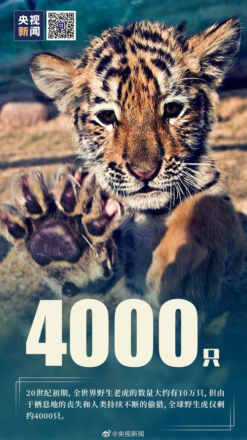 7月29日为世界爱虎日拒绝野生动物制品一起保护大老虎