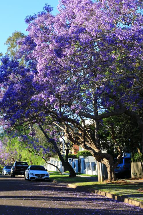 悉尼郊外小区蓝花楹花盛开