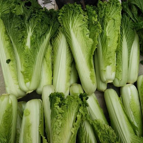 贵州农家自种白菜青口白大白菜菜苔口感甘甜新鲜蔬菜清脆5斤5斤路