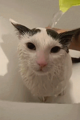 网友分享给自家猫洗澡,全过程乖得不像猫,让人酸了!
