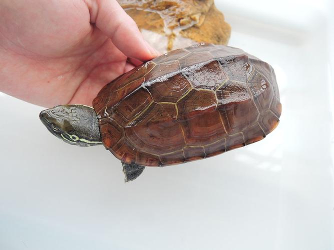 急问:这只草龟是外塘,激素,还是野生?