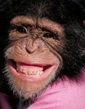 一组动物笑的照片