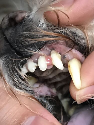 狗狗牙龈肿是增生吗