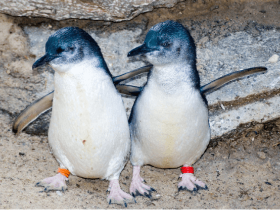 新西兰小蓝企鹅