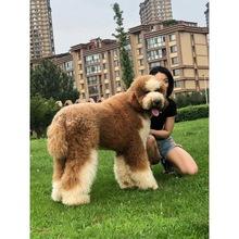 出售巨贵幼犬宠物狗幼崽大型犬贵宾巨型犬泰迪狗狗