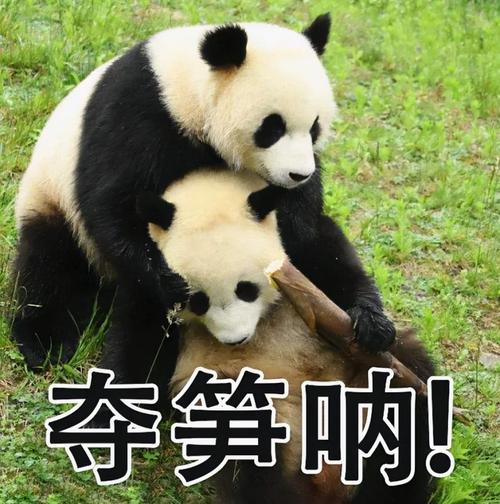 "熊猫都因为你饿瘦了——夺笋啊!""山上的笋都被你夺完了!