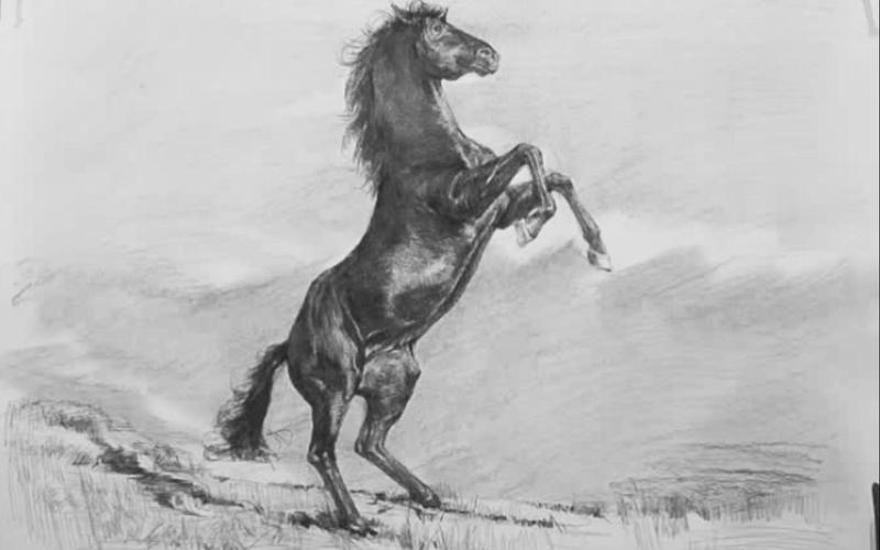 素描动物美院老师教你画一匹你难以驾驭的马儿