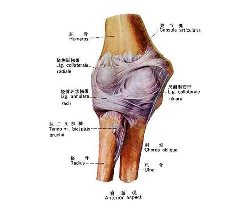 正常人体解剖学认识自己人体六大关节之肘关节
