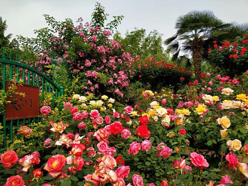 花海游——郑州月季公园 写美篇月季花被称为花中皇后,又称"月月红"