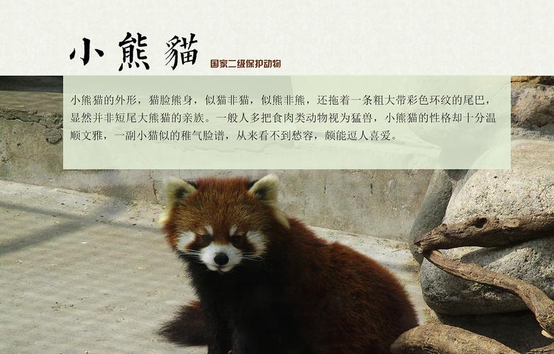 奇珍记 动物园之小熊猫