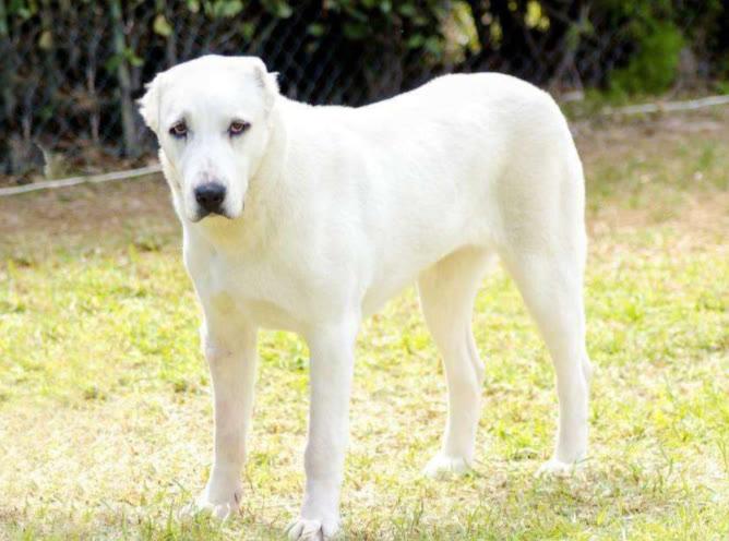 但是纯白色的高加索犬也会有,只不过我们很少见,因为也是在禁养名单当