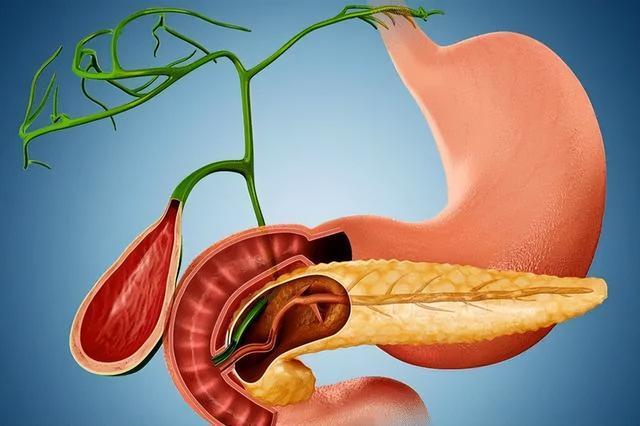 脂肪等经过肝脏合成后的分解产物,要靠胆汁排泄出去,胆汁分泌到肠道里