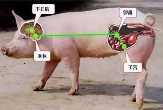图解母猪的生殖系统