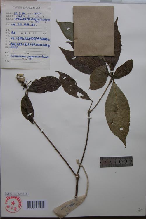  p>缝线海桐(学名:pittosporum perryanum gowda)是海桐花科,海桐花属