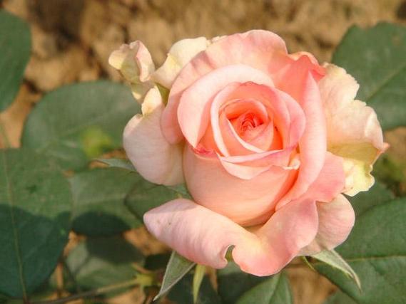 贝拉米玫瑰