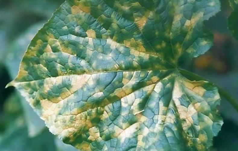 烟草霜霉病的生物学特性及防治 - 农业种植网