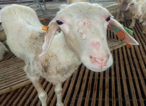 羊场生产管理中的寄生虫病做好羊只驱虫预防简单又方便