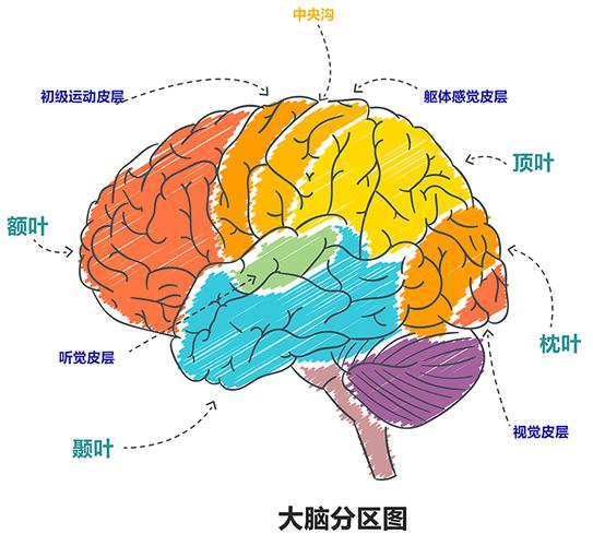 图2:大脑分区图在学习语言时的大脑fmri成像也进一步证实,听,看,说等