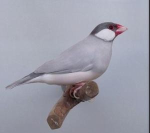 自家繁殖非常漂亮的银文鸟,有想要的联系.包邮
